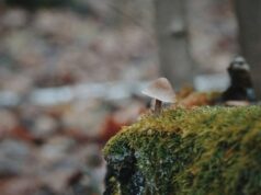 Погода в останній день осені: синоптикиня розповіла, як завершиться листопад Погода-в останній-день-осені:-синоптикиня-розповіла,-як завершиться-листопад