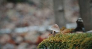 Погода в останній день осені: синоптикиня розповіла, як завершиться листопад Погода-в останній-день-осені:-синоптикиня-розповіла,-як завершиться-листопад