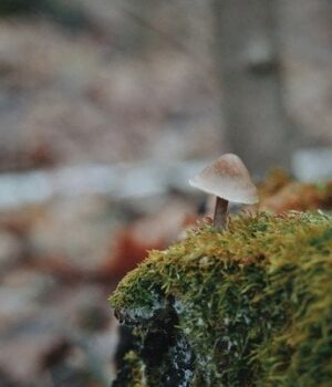 Погода-в останній-день-осені:-синоптикиня-розповіла,-як завершиться-листопад Погода-в останній-день-осені:-синоптикиня-розповіла,-як завершиться-листопад