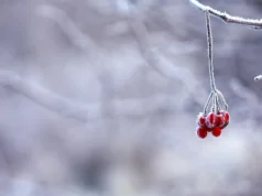 В Україну йде похолодання до +9 градусів: прогноз погоди у неділю 30 листопада В-Україну-йде-похолодання-до-+9-градусів:-прогноз-погоди-у-неділю-30-листопада