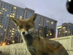 Чому лисиці забігають до центру Луцька: несподіване пояснення Чому-лисиці-забігають-до-центру-Луцька:-несподіване-пояснення