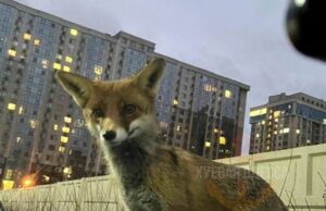 Чому лисиці забігають до центру Луцька: несподіване пояснення Чому-лисиці-забігають-до-центру-Луцька:-несподіване-пояснення