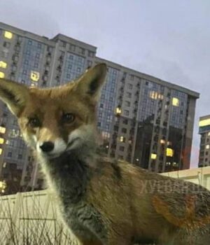 Чому-лисиці-забігають-до-центру-Луцька:-несподіване-пояснення