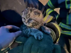 Рятувальники дістали кошеня з-під завалів після російського обстрілу на Київщині Рятувальники-дістали-кошеня-з-під-завалів-після-російського-обстрілу-на-Київщині