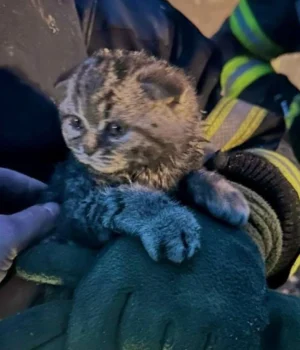 Рятувальники-дістали-кошеня-з-під-завалів-після-російського-обстрілу-на-Київщині Рятувальники-дістали-кошеня-з-під-завалів-після-російського-обстрілу-на-Київщині