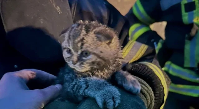 Рятувальники дістали кошеня з-під завалів після російського обстрілу на Київщині Рятувальники-дістали-кошеня-з-під-завалів-після-російського-обстрілу-на-Київщині