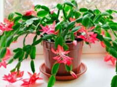 Як змусити цвісти декабрист (різдвяник) на новорічні свята: чим підгодувати у листопаді Як змусити-цвісти-декабрист-(різдвяник)-на новорічні-свята:-чим-підгодувати-у листопаді