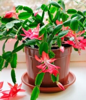 Як змусити-цвісти-декабрист-(різдвяник)-на новорічні-свята:-чим-підгодувати-у листопаді