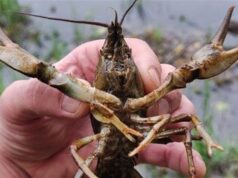 З 1 грудня на водоймах Волині діятиме заборона на вилов раків З-1-грудня-на-водоймах-Волині-діятиме-заборона-на-вилов-раків