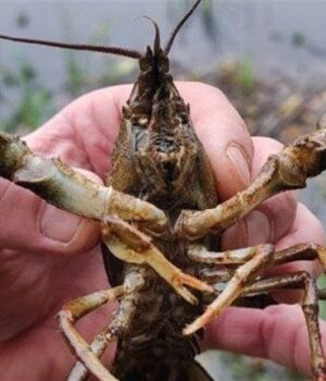 З-1-грудня-на-водоймах-Волині-діятиме-заборона-на-вилов-раків З-1-грудня-на-водоймах-Волині-діятиме-заборона-на-вилов-раків