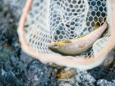 Медсестру з Луцька судили за спробу незаконно зловити рибу Медсестру-з-Луцька-судили-за-спробу-незаконно-зловити-рибу