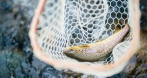 Медсестру з Луцька судили за спробу незаконно зловити рибу Медсестру-з-Луцька-судили-за-спробу-незаконно-зловити-рибу