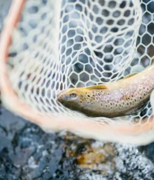 Медсестру-з-Луцька-судили-за-спробу-незаконно-зловити-рибу Медсестру-з-Луцька-судили-за-спробу-незаконно-зловити-рибу