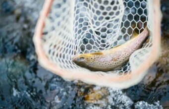 Медсестру з Луцька судили за спробу незаконно зловити рибу Медсестру-з-Луцька-судили-за-спробу-незаконно-зловити-рибу