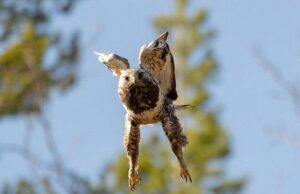 Справжній зимостійкий яструб: біолог розповів про незвичайного птаха, який любить холод Справжній-зимостійкий-яструб:-біолог-розповів-про-незвичайного-птаха,-який-любить-холод