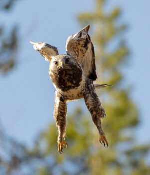 Справжній-зимостійкий-яструб:-біолог-розповів-про-незвичайного-птаха,-який-любить-холод