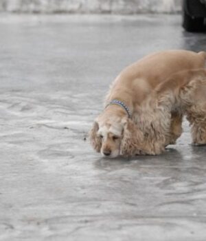 Як-розчистити-доріжки-від-льоду-менш-ніж-за-хвилину:-копійчаний-засіб-працює-миттєво Як-розчистити-доріжки-від-льоду-менш-ніж-за-хвилину:-копійчаний-засіб-працює-миттєво