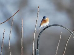 Теплий початок грудня: якої погоди слід очікувати волинянам цього тижня Теплий-початок-грудня:-якої-погоди-слід-очікувати-волинянам-цього-тижня