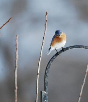 Теплий-початок-грудня:-якої-погоди-слід-очікувати-волинянам-цього-тижня