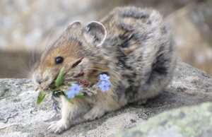 Кричить на туристів та їсть квіти: вчені передрікають зникнення цього милого гризуна Кричить-на-туристів-та-їсть-квіти:-вчені-передрікають-зникнення-цього-милого-гризуна