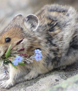 Кричить-на-туристів-та-їсть-квіти:-вчені-передрікають-зникнення-цього-милого-гризуна