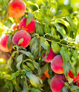 Експерт-назвав-три-помилки,-яких-треба-уникнути,-готуючи-персикові-дерева-до-зими