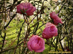 Туман, але без опадів: якою буде погода на Волині цього тижня Туман,-але-без-опадів:-якою-буде-погода-на-Волині-цього-тижня