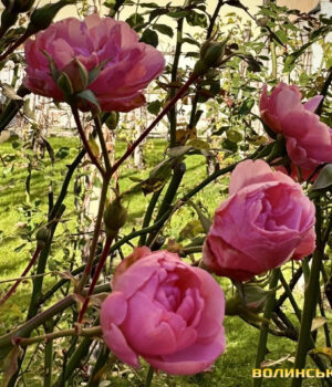 Туман,-але-без-опадів:-якою-буде-погода-на-Волині-цього-тижня