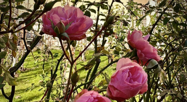 Туман, але без опадів: якою буде погода на Волині цього тижня Туман,-але-без-опадів:-якою-буде-погода-на-Волині-цього-тижня