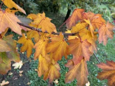 Дощі, мряка і тумани: що буде з погодою 2 грудня Дощі, мряка і тумани: що буде з погодою 2 грудня