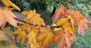 Дощі, мряка і тумани: що буде з погодою 2 грудня Дощі, мряка і тумани: що буде з погодою 2 грудня