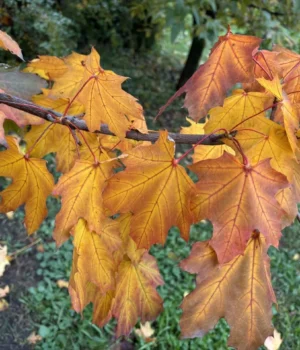 deec71a0_918d_41ee_83ee_36a3b95764cf.webp Дощі, мряка і тумани: що буде з погодою 2 грудня