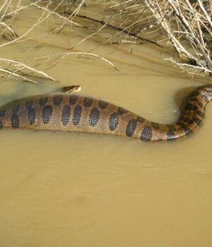 У-Південній-Америці-знайшли-кістки-гігантських-змій:-що-з’ясували-вчені