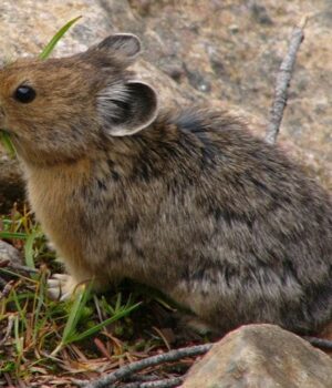 Гірська-тваринка,-яка “кричить”-на туристів,-може-зникнути:-вчені-б’ють-на сполох