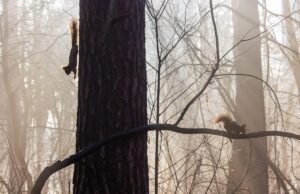 В Укргідрометцентрі розповіли, якої погоди чекати 3 грудня В-Укргідрометцентрі-розповіли,-якої-погоди-чекати-3-грудня