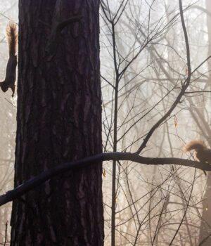 В-Укргідрометцентрі-розповіли,-якої-погоди-чекати-3-грудня