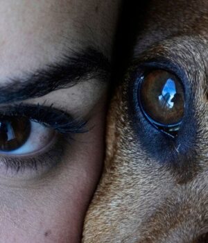 Собаки-та-сирени:-чому-чотирилапі-реагують-на-шум