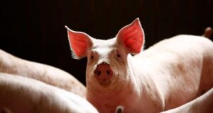 В Іспанії для стримання спалаху африканської чуми свиней залучили військових В-Іспанії-для-стримання-спалаху-африканської-чуми-свиней-залучили-військових