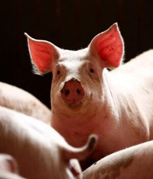 В-Іспанії-для-стримання-спалаху-африканської-чуми-свиней-залучили-військових