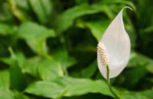 Експерт застеріг, як уникнути помилки у догляді за спатифілумом, що може коштувати рослини Експерт-застеріг,-як-уникнути-помилки-у-догляді-за-спатифілумом,-що-може-коштувати-рослини