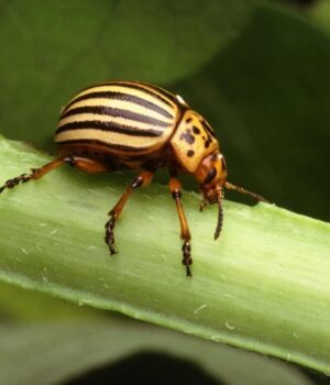 Колорадських-жуків-в-Україні-може-побільшати:-учений-назвав-причину Колорадських-жуків-в-Україні-може-побільшати:-учений-назвав-причину