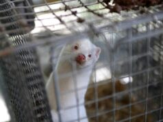 У Польщі повністю заборонили вирощувати тварин для отримання хутра У-Польщі-повністю-заборонили-вирощувати-тварин-для-отримання-хутра