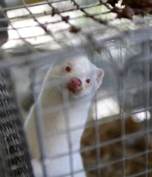 У-Польщі-повністю-заборонили-вирощувати-тварин-для-отримання-хутра У-Польщі-повністю-заборонили-вирощувати-тварин-для-отримання-хутра