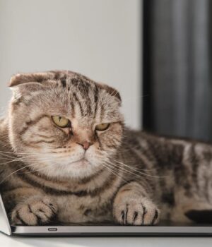 Чим-відлякати-кота,-щоб-не-мітив-територію:-6-їхніх-“нелюбимих”-запахів