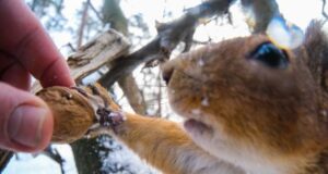 Погода в Україні: синоптикиня розповіла, чи чекати цього тижня на сніг і морози Погода-в-Україні:-синоптикиня-розповіла,-чи-чекати-цього-тижня-на-сніг-і-морози