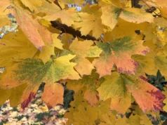 Дощитиме майже по всій Україні: якою буде погода 3 грудня Дощитиме майже по всій Україні: якою буде погода 3 грудня