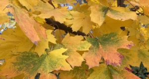 Дощитиме майже по всій Україні: якою буде погода 3 грудня Дощитиме майже по всій Україні: якою буде погода 3 грудня