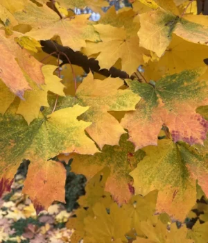 Дощитиме майже по всій Україні: якою буде погода 3 грудня