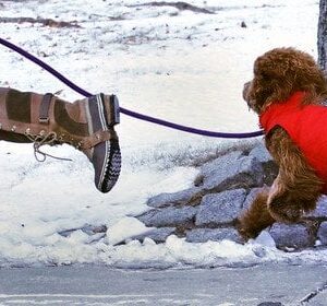 Лікування-може-коштувати-28 тис.-грн:-які-популярні-різдвяні-ласощі-можуть-отруїти-собак Лікування-може-коштувати-28 тис.-грн:-які-популярні-різдвяні-ласощі-можуть-отруїти-собак