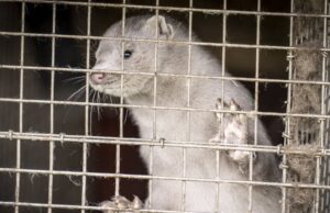 У Польщі повністю заборонили вирощувати тварин для отримання хутра У-Польщі-повністю-заборонили-вирощувати-тварин-для-отримання-хутра